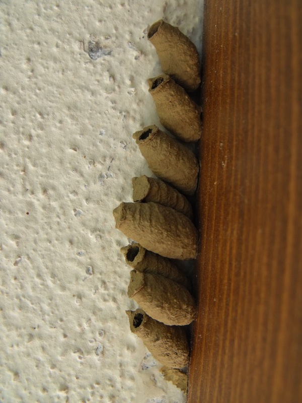 Altre cellette da ID (Sceliphron curvatum)